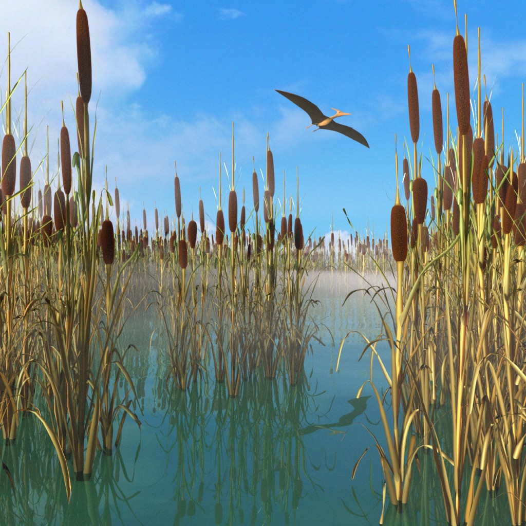 Reed, Cattail, Bulrush, Corn Dog Grass preview image 1
